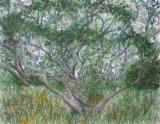 The_Leaves_of_Spring_Donna_Whitsitt